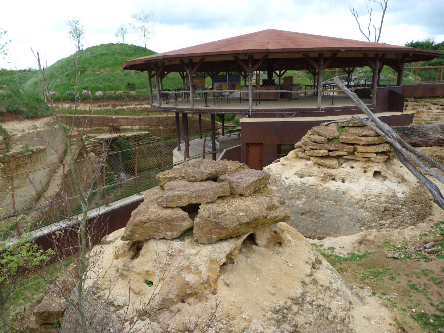Meerkat, South African bat-eared fox and Cape porcupine exhibit -Bioparc de Doué la Fontaine (2025)