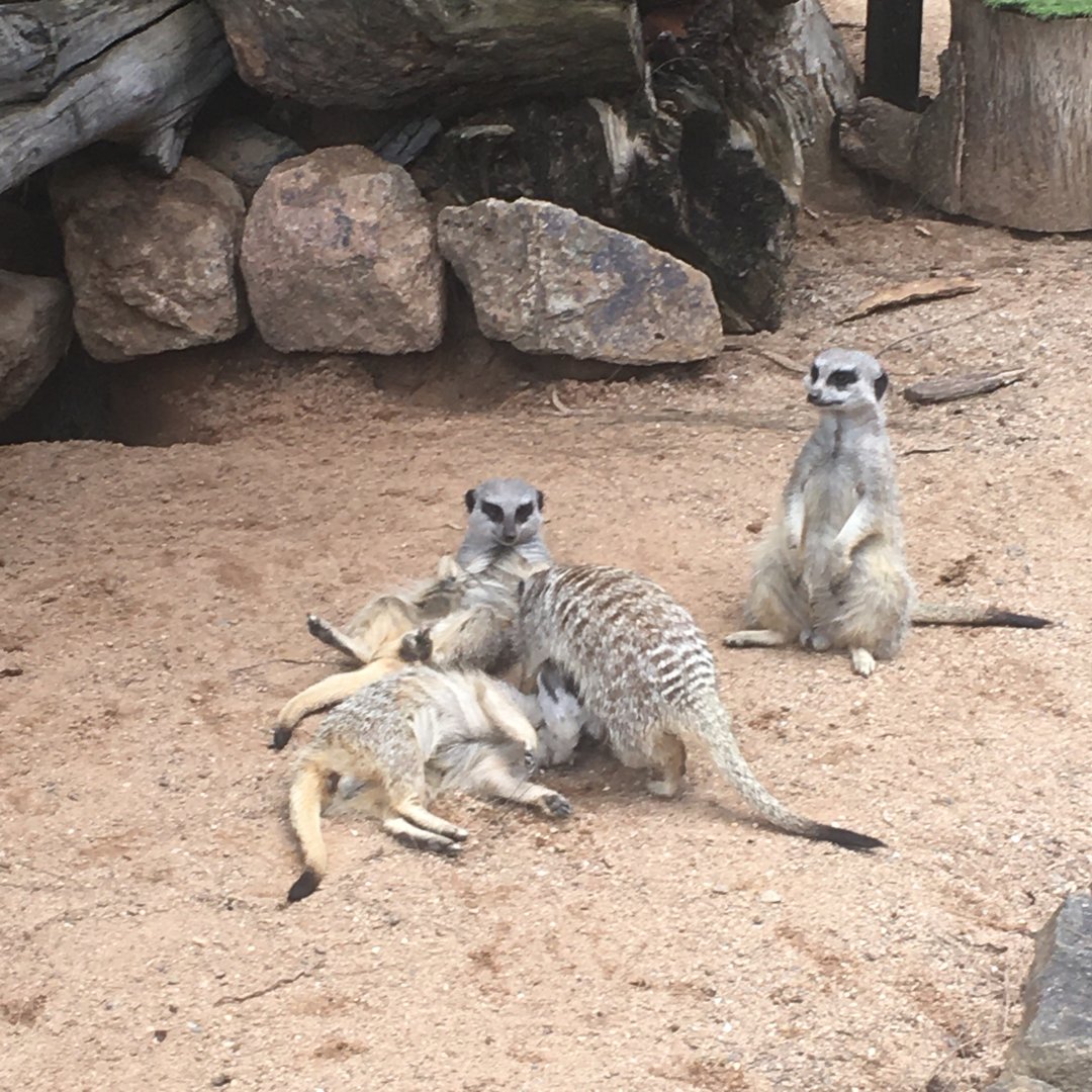 Meerkat stacks-on
