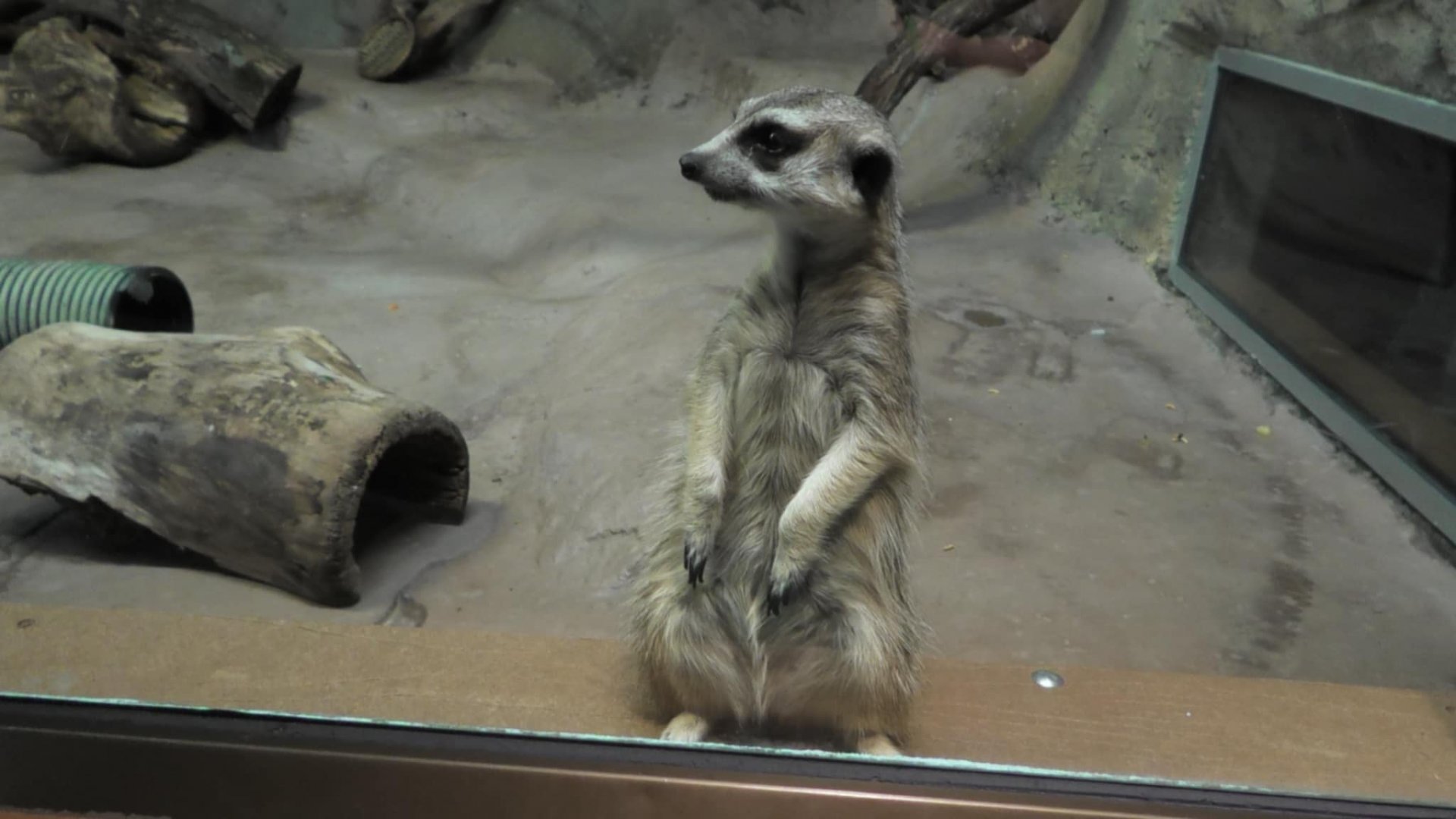 Meerkat standing up by the glass
