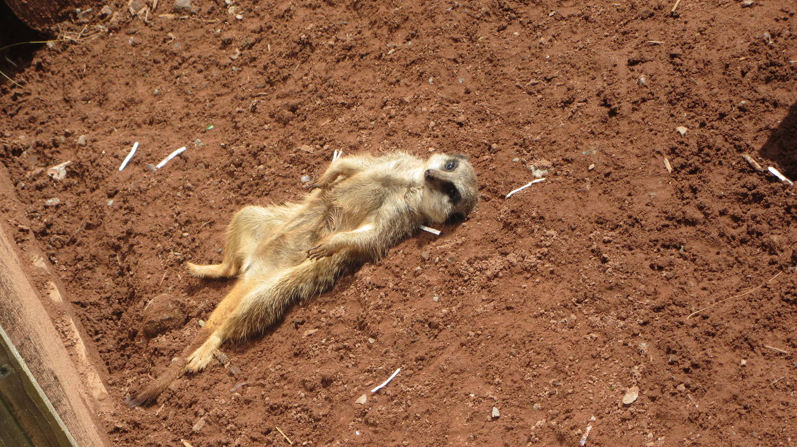 Meerkat sunbathing