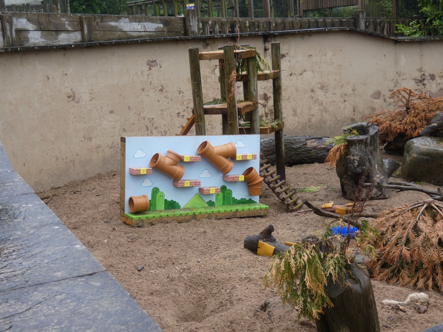 Meerkat 'Super Mario' enrichment