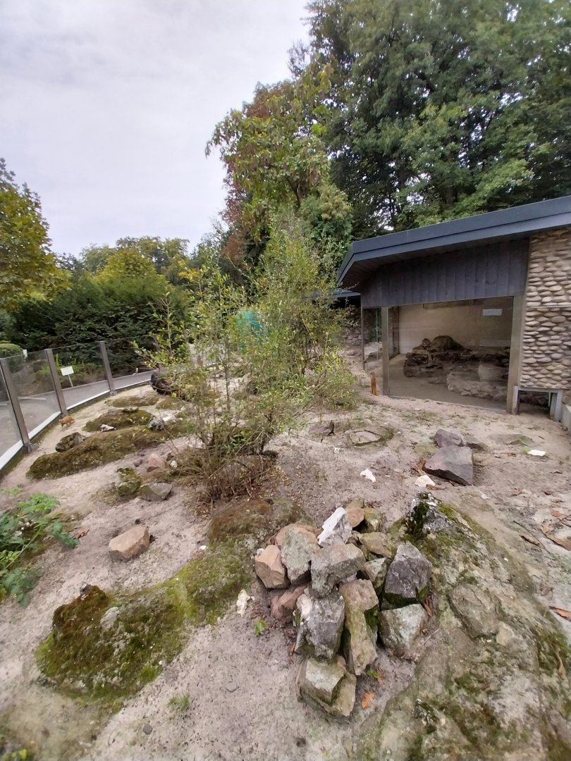 Meerkat (Suricata suricata) and Yellow Mongoose (Cynictis penicillata) enclosures