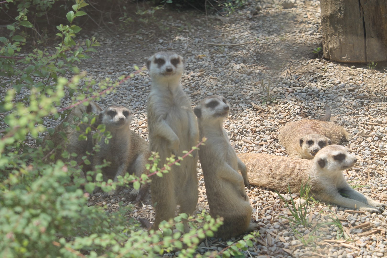 Meerkat (Suricata suricata)
