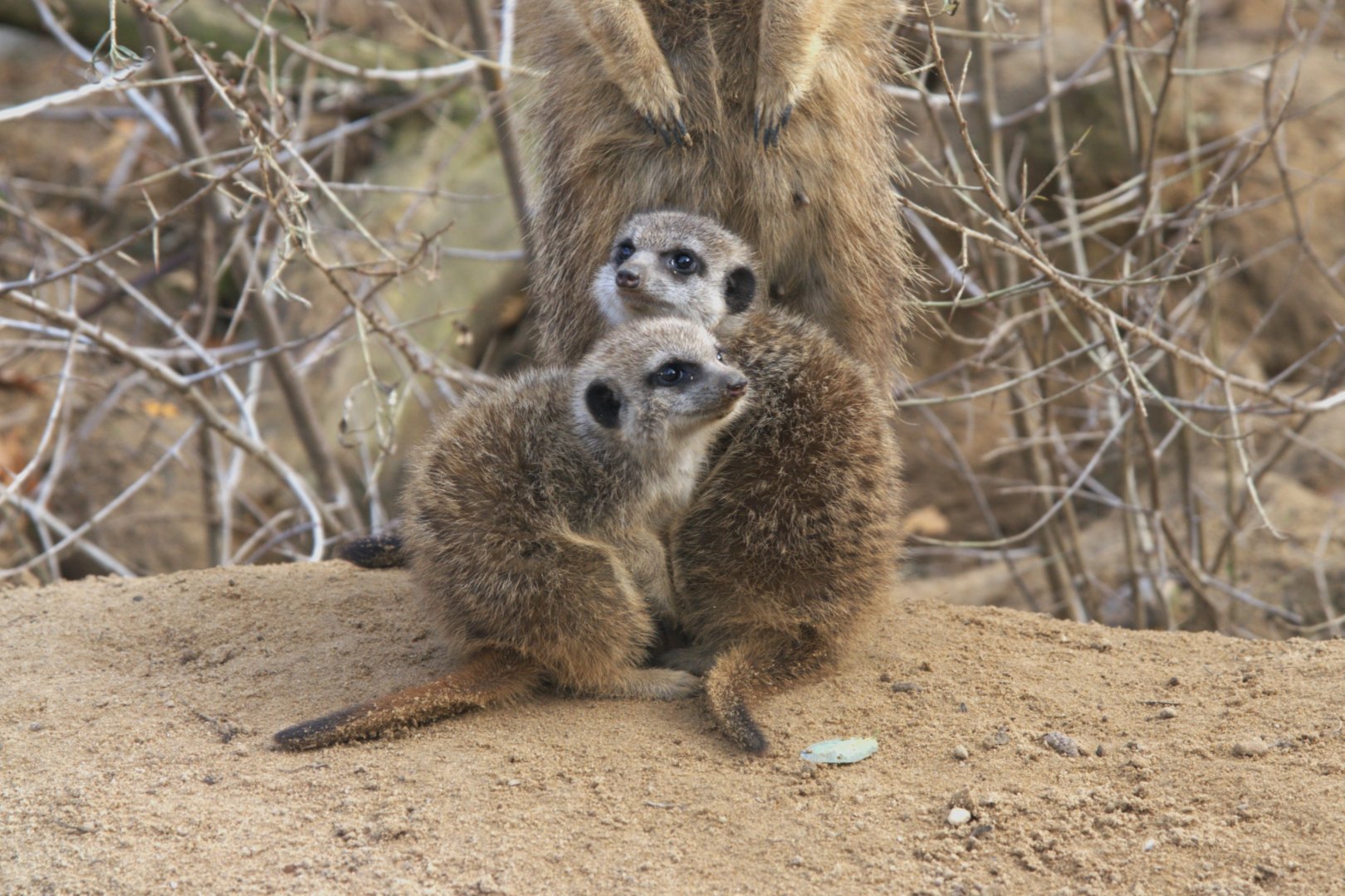 Meerkat (Suricata suricatta), 02-11-25