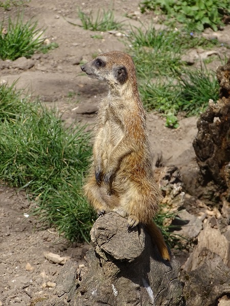 Meerkat (Suricata suricatta) (04/22)