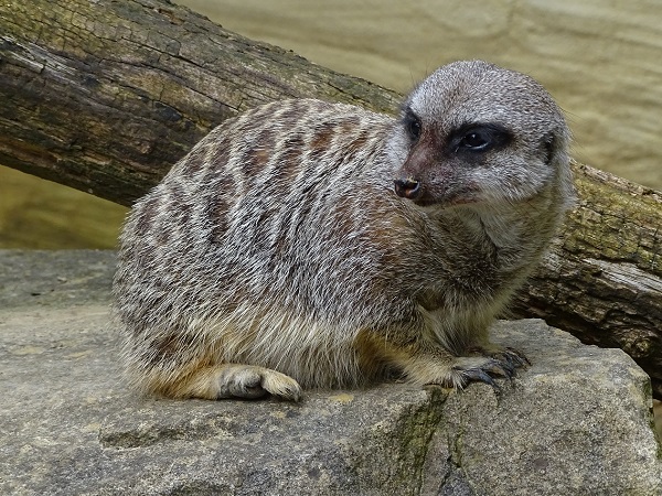 Meerkat (Suricata suricatta) (07/22)