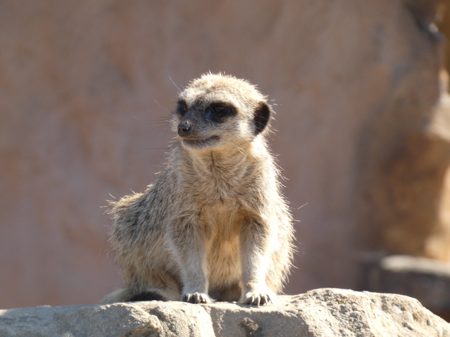 Meerkat (Suricata suricatta) - 10/08/22