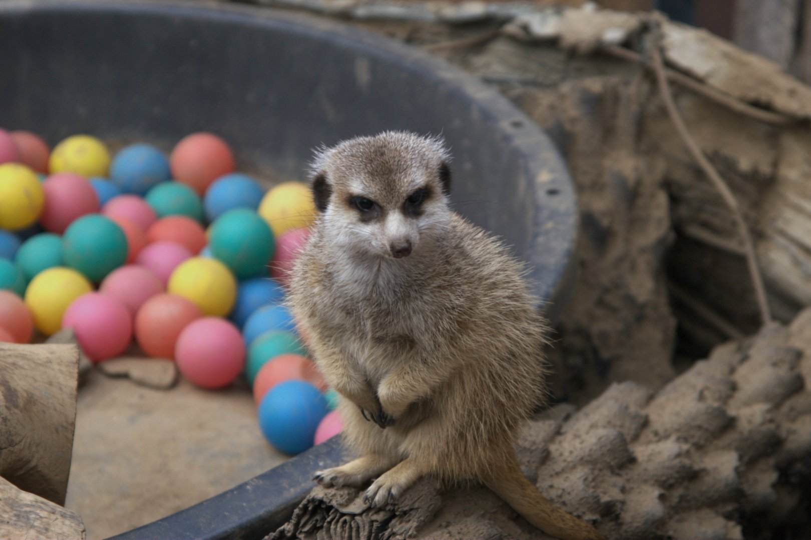 Meerkat (Suricata suricatta), 12-11-25