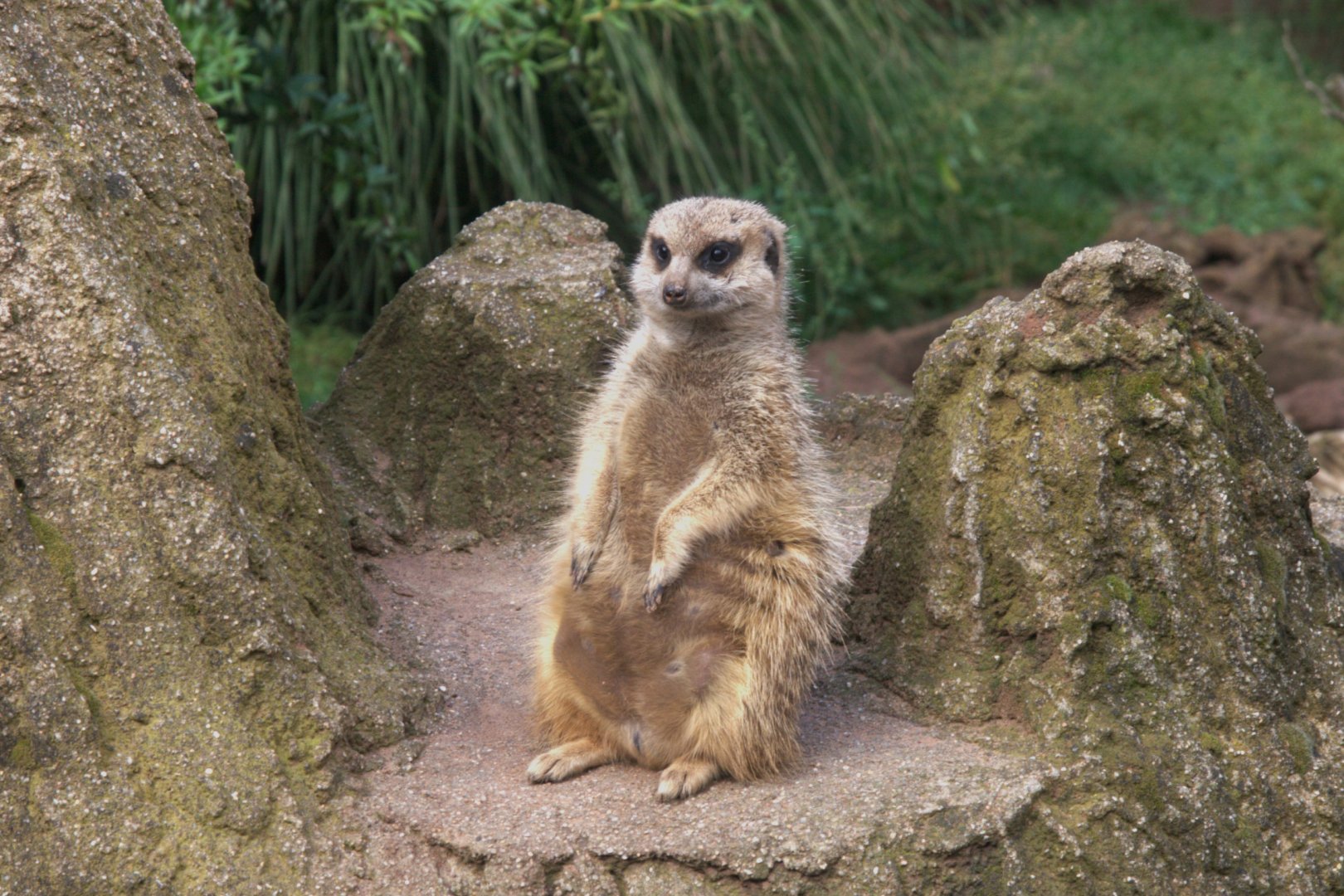 Meerkat (Suricata suricatta), 15-09-25