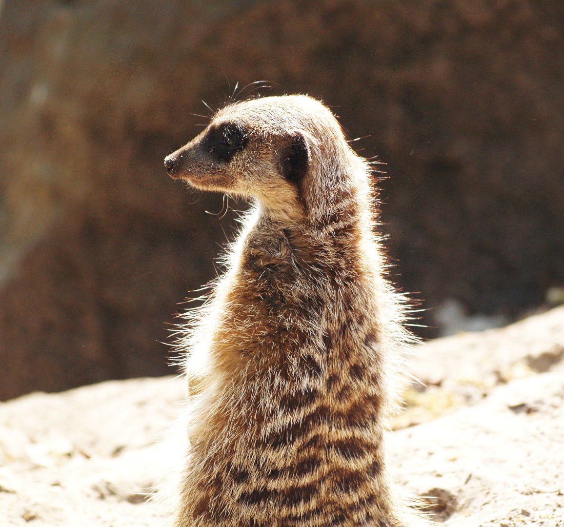 Meerkat (Suricata suricatta), 2009-04-19