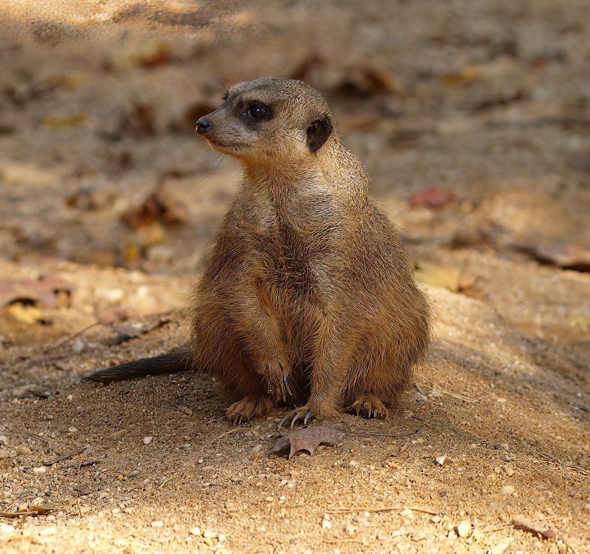 Meerkat (Suricata suricatta), 2014-10-19