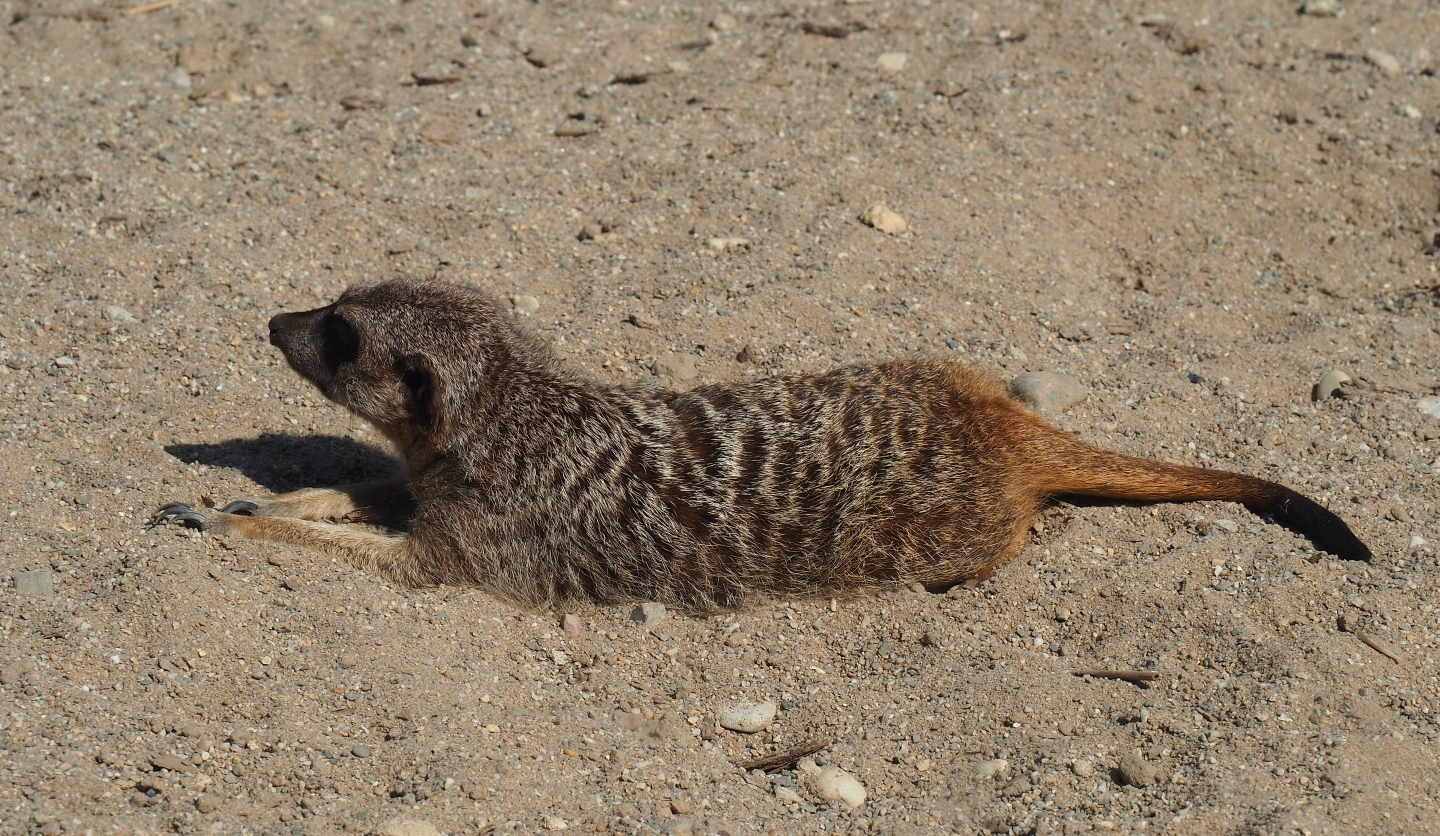 Meerkat (Suricata suricatta), 2019-03-30