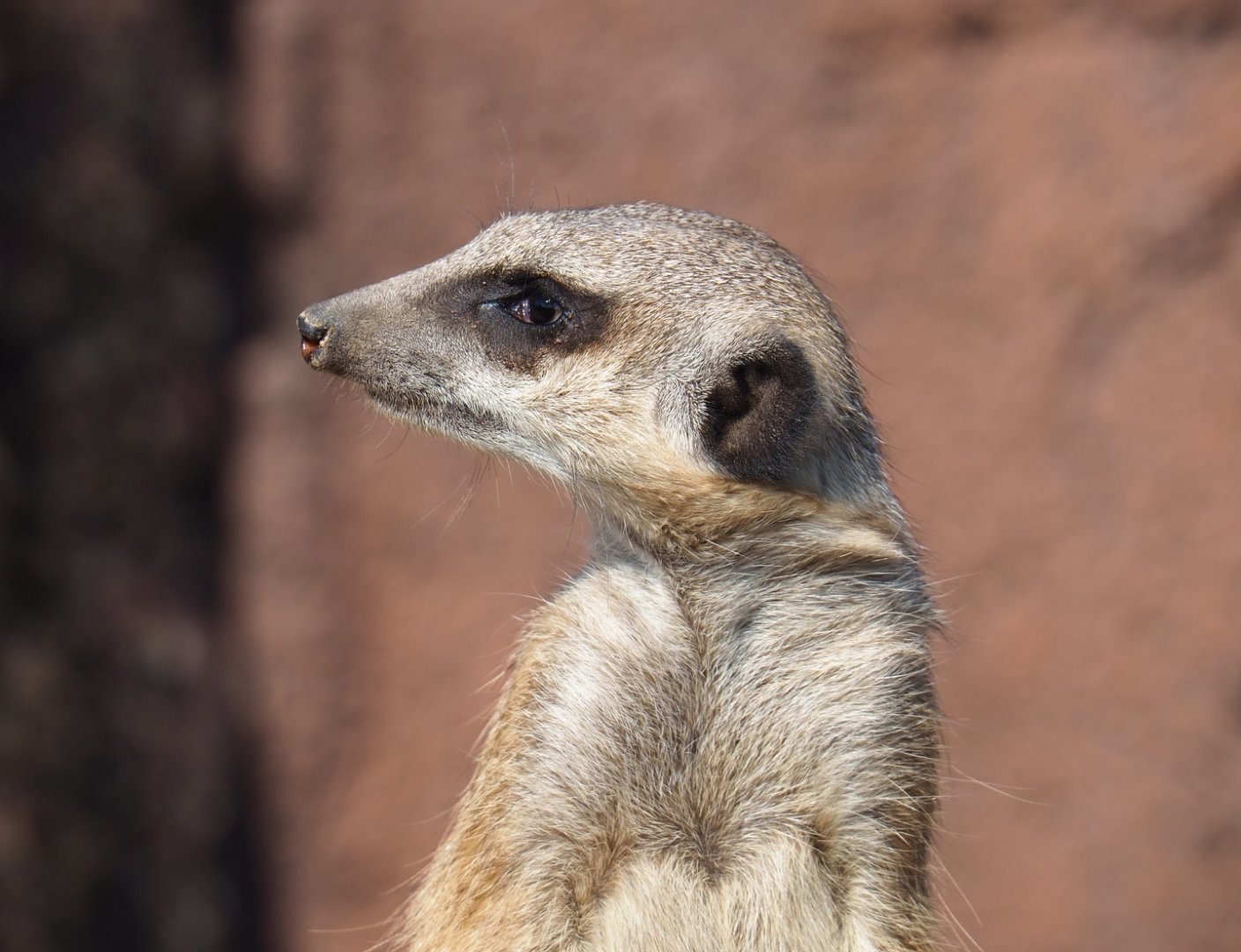 Meerkat (Suricata suricatta), 2019-03-30