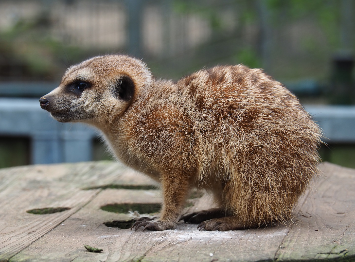 Meerkat (Suricata suricatta), 2019-04-06