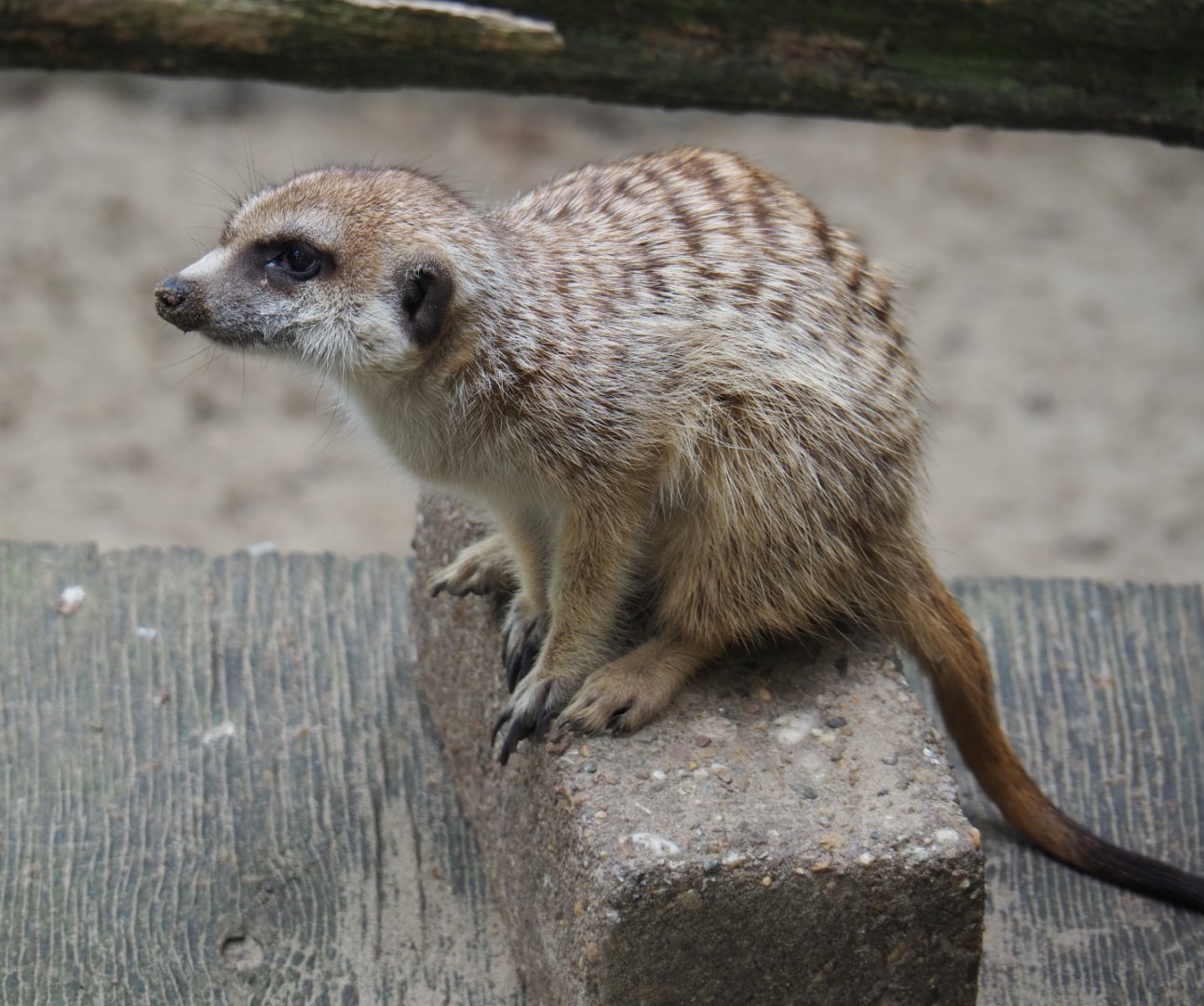 Meerkat (Suricata suricatta), 2019-05-25