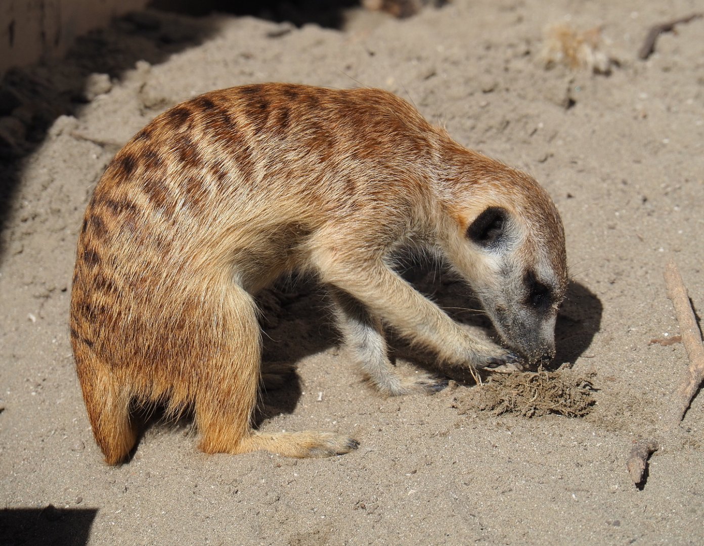 Meerkat (Suricata suricatta), 2019-06-01