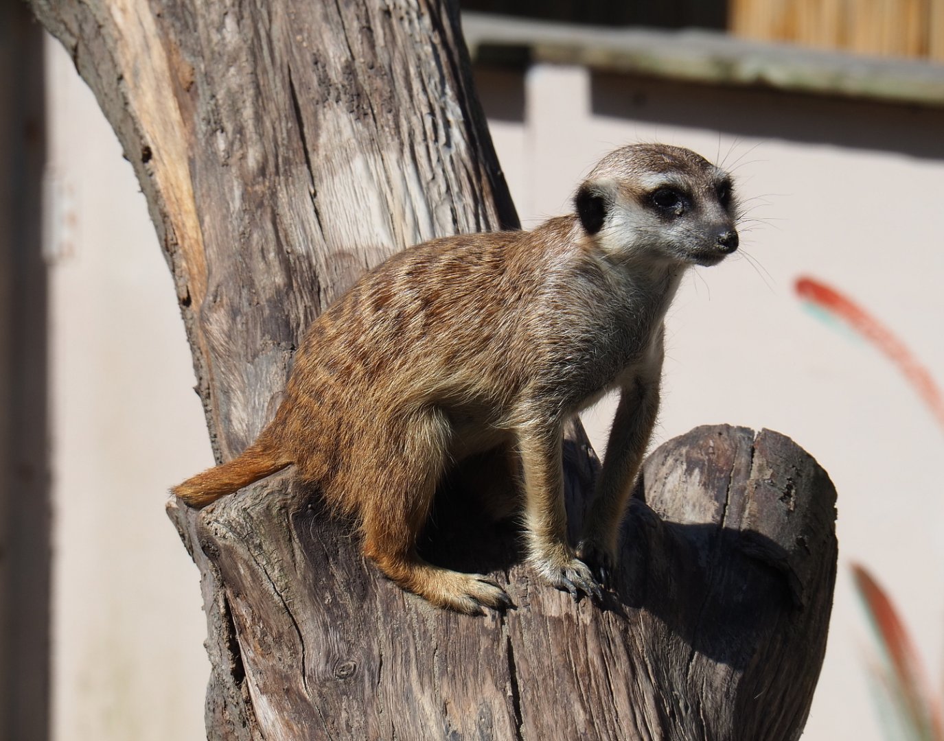 Meerkat (Suricata suricatta), 2019-06-01