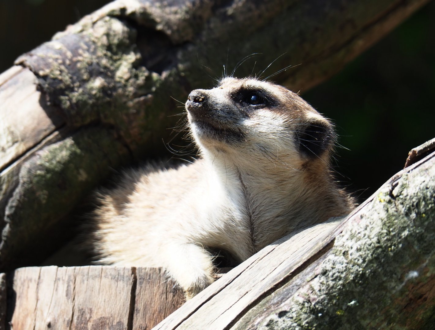 Meerkat (Suricata suricatta), 2019-06-01