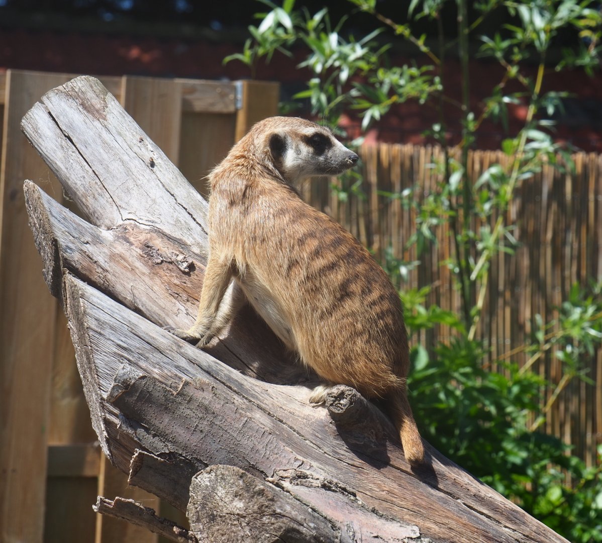 Meerkat (Suricata suricatta), 2019-06-01