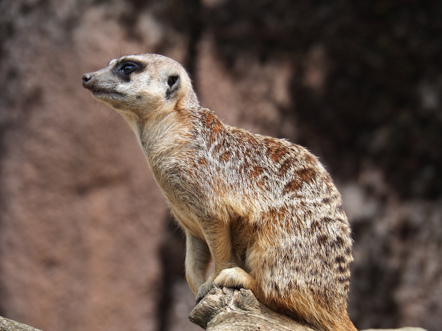Meerkat (Suricata suricatta), 2019-07-21