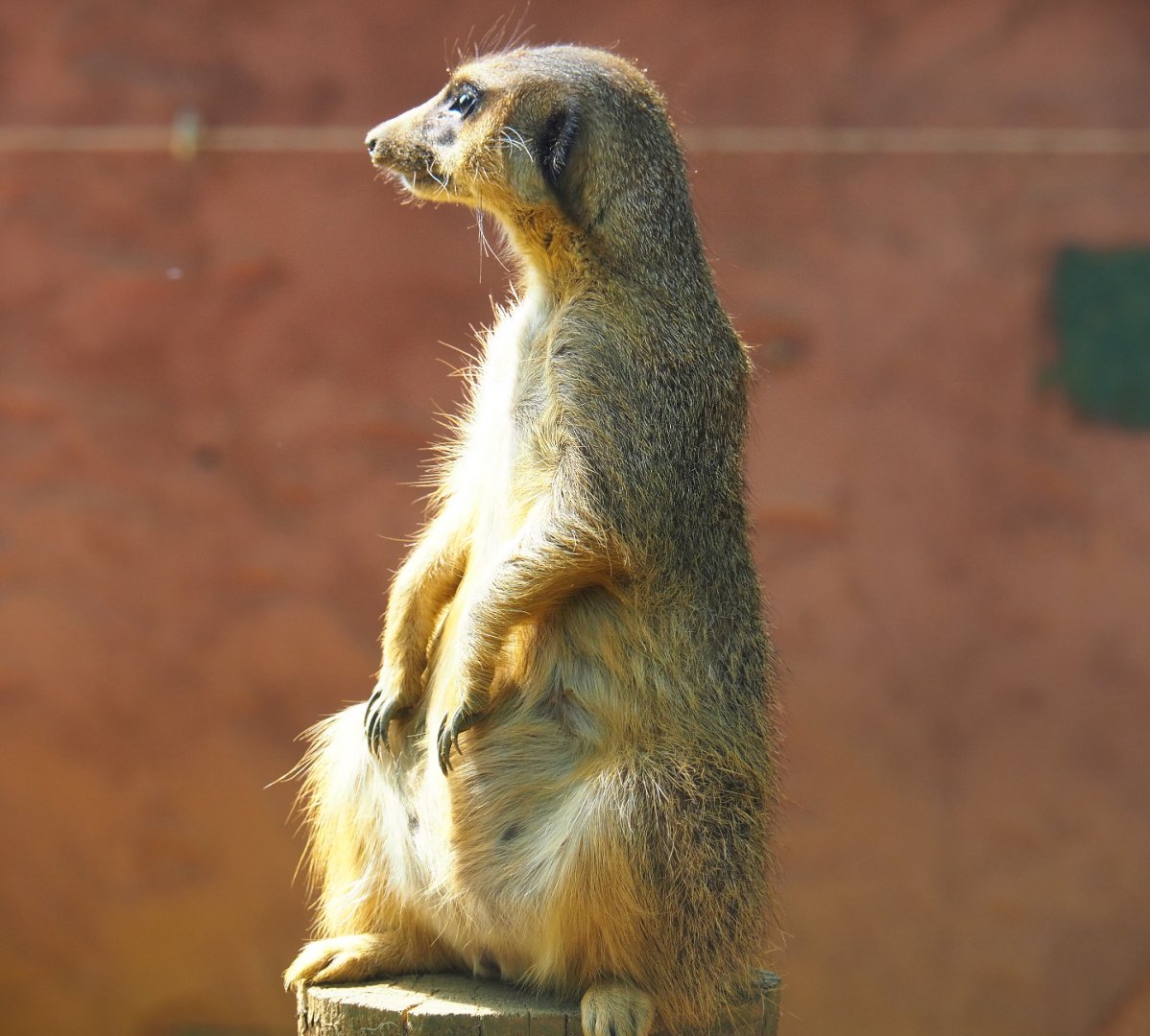 Meerkat (Suricata suricatta), 2019-08-04