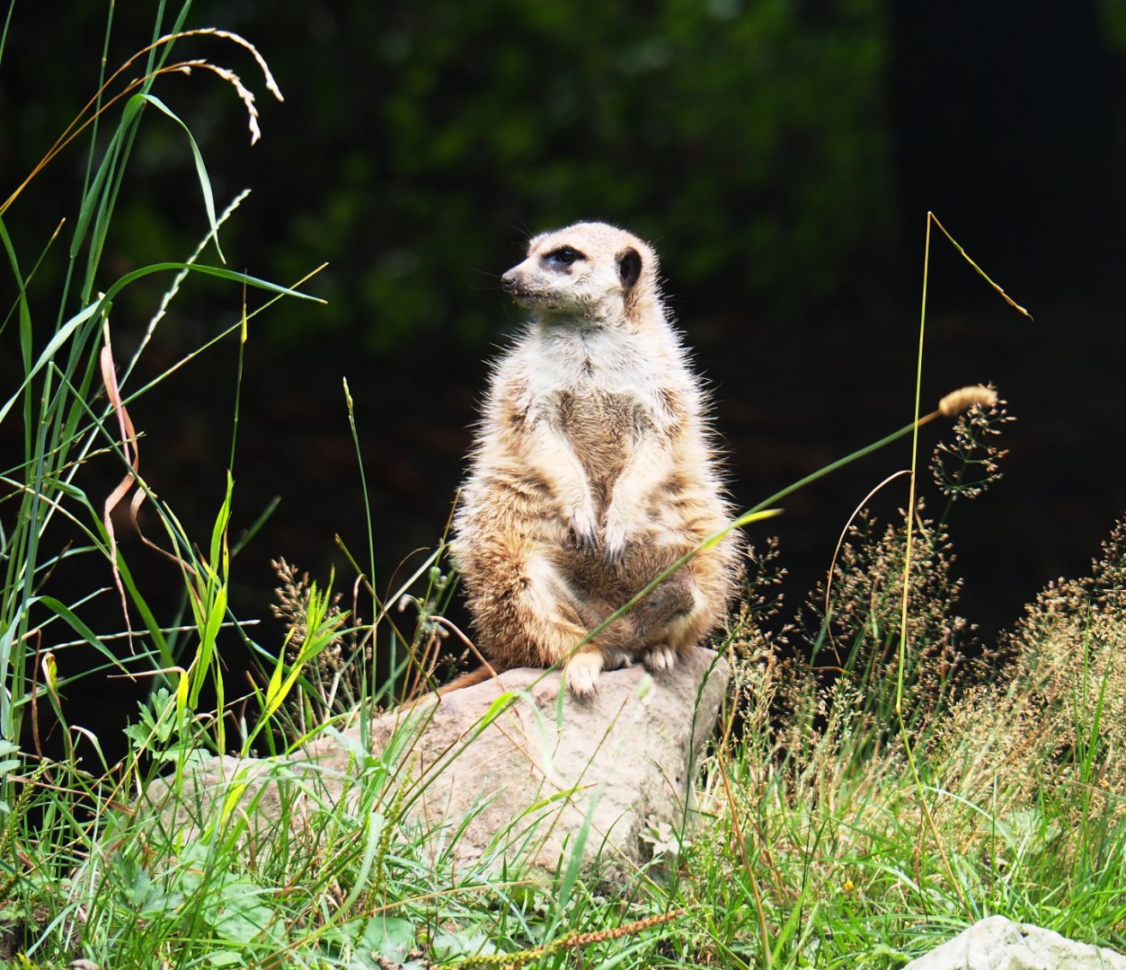 Meerkat (Suricata suricatta), 2019-08-11