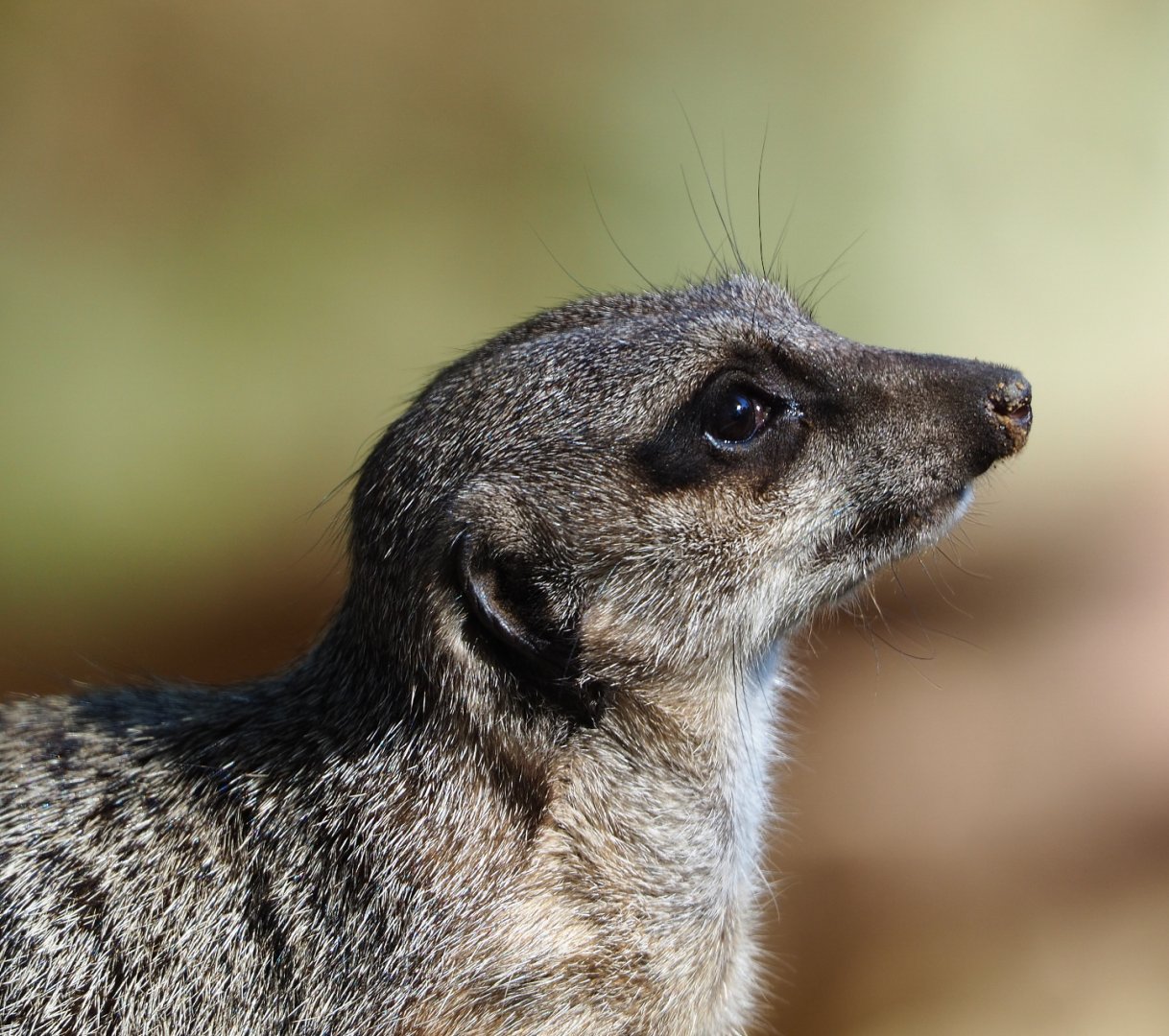 Meerkat (Suricata suricatta), 2019-09-21