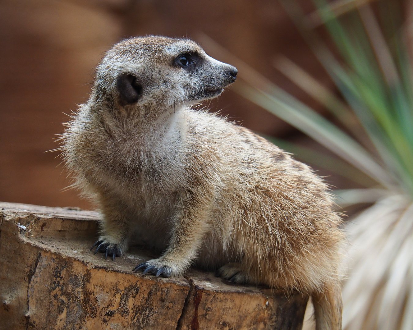 Meerkat (Suricata suricatta), 2019-10-05