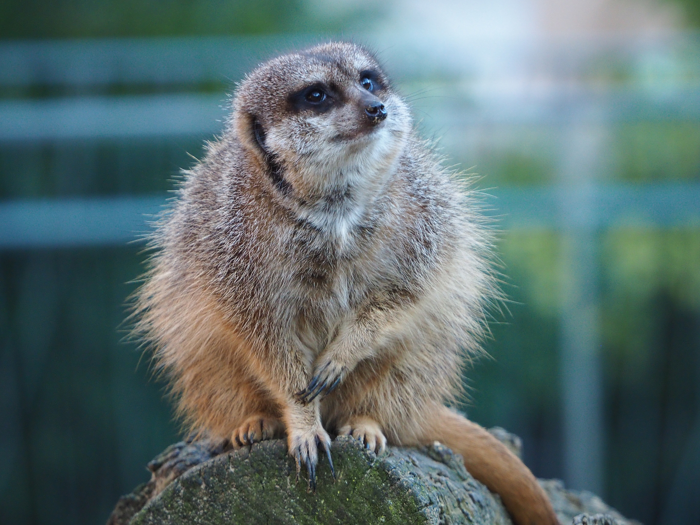 Meerkat (Suricata suricatta), 2019-12-30