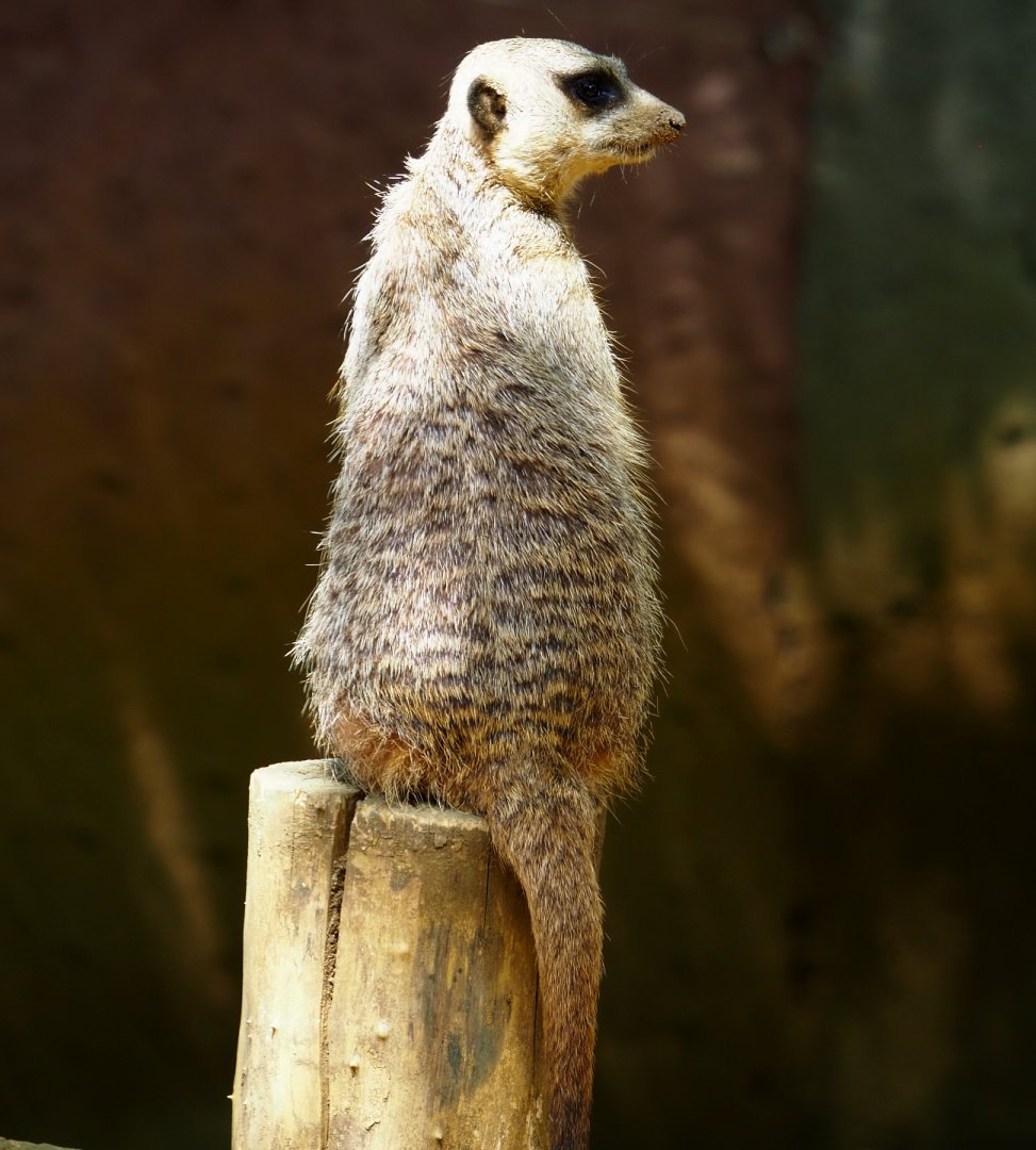 Meerkat (Suricata suricatta), 2020-06-20