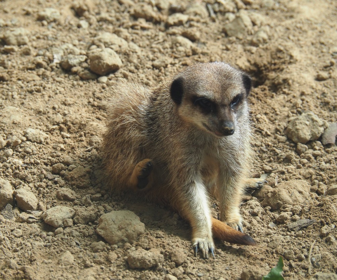Meerkat (Suricata suricatta), 2020-06-28