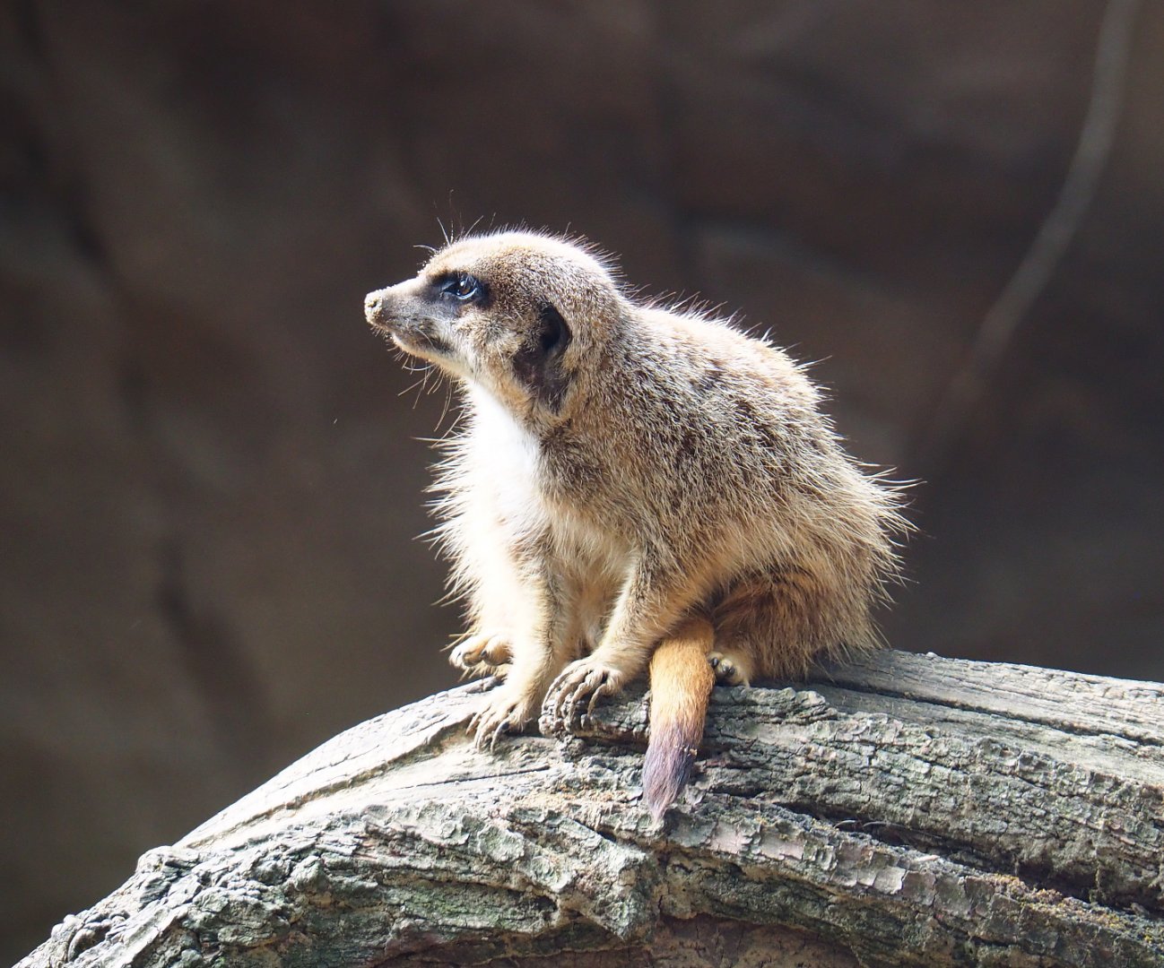 Meerkat (Suricata suricatta), 2020-06-28