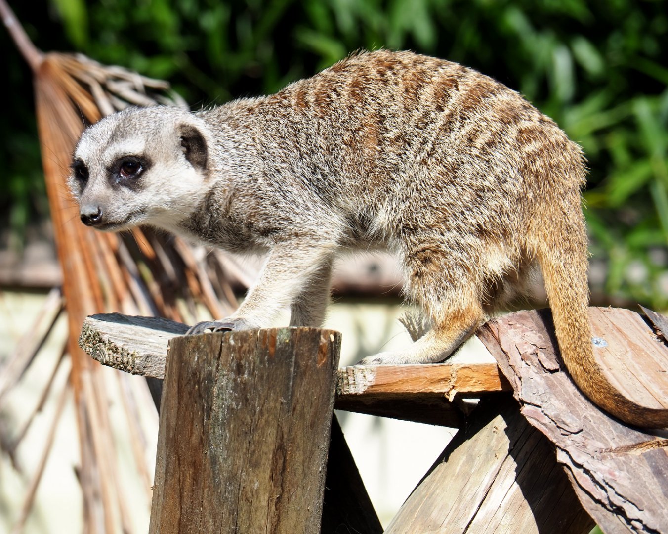 Meerkat (Suricata suricatta), 2020-09-12