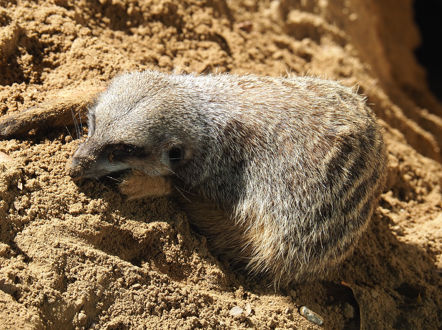 Meerkat (Suricata suricatta), 2020-09-20