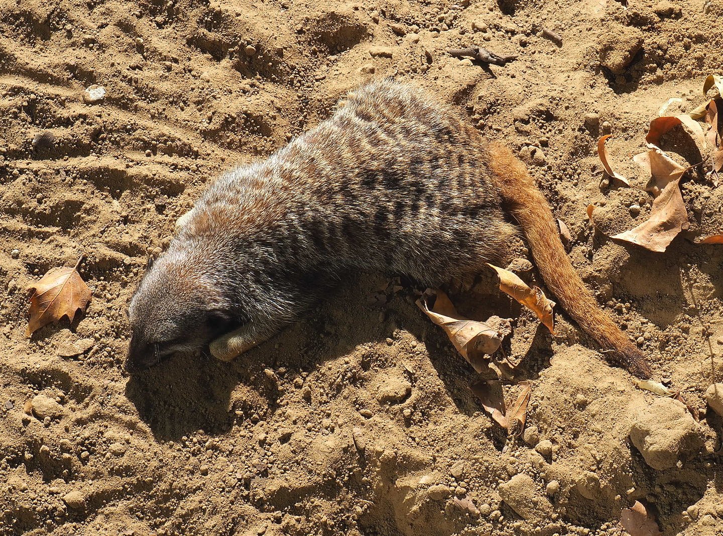 Meerkat (Suricata suricatta), 2020-09-20