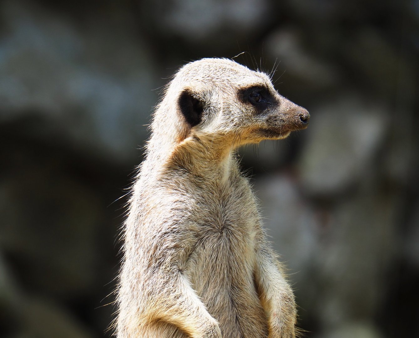 Meerkat (Suricata suricatta), 2021-06-15