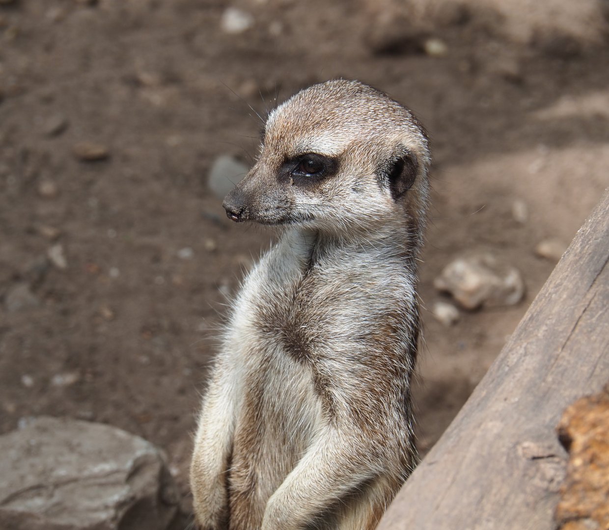 Meerkat (Suricata suricatta), 2022-05-17