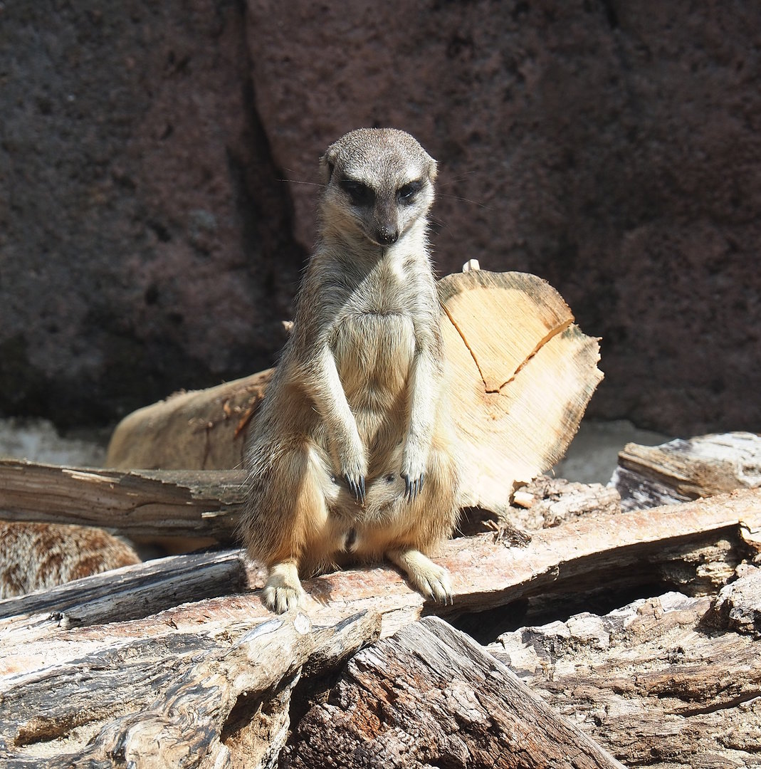 Meerkat (Suricata suricatta), 2022-08-20