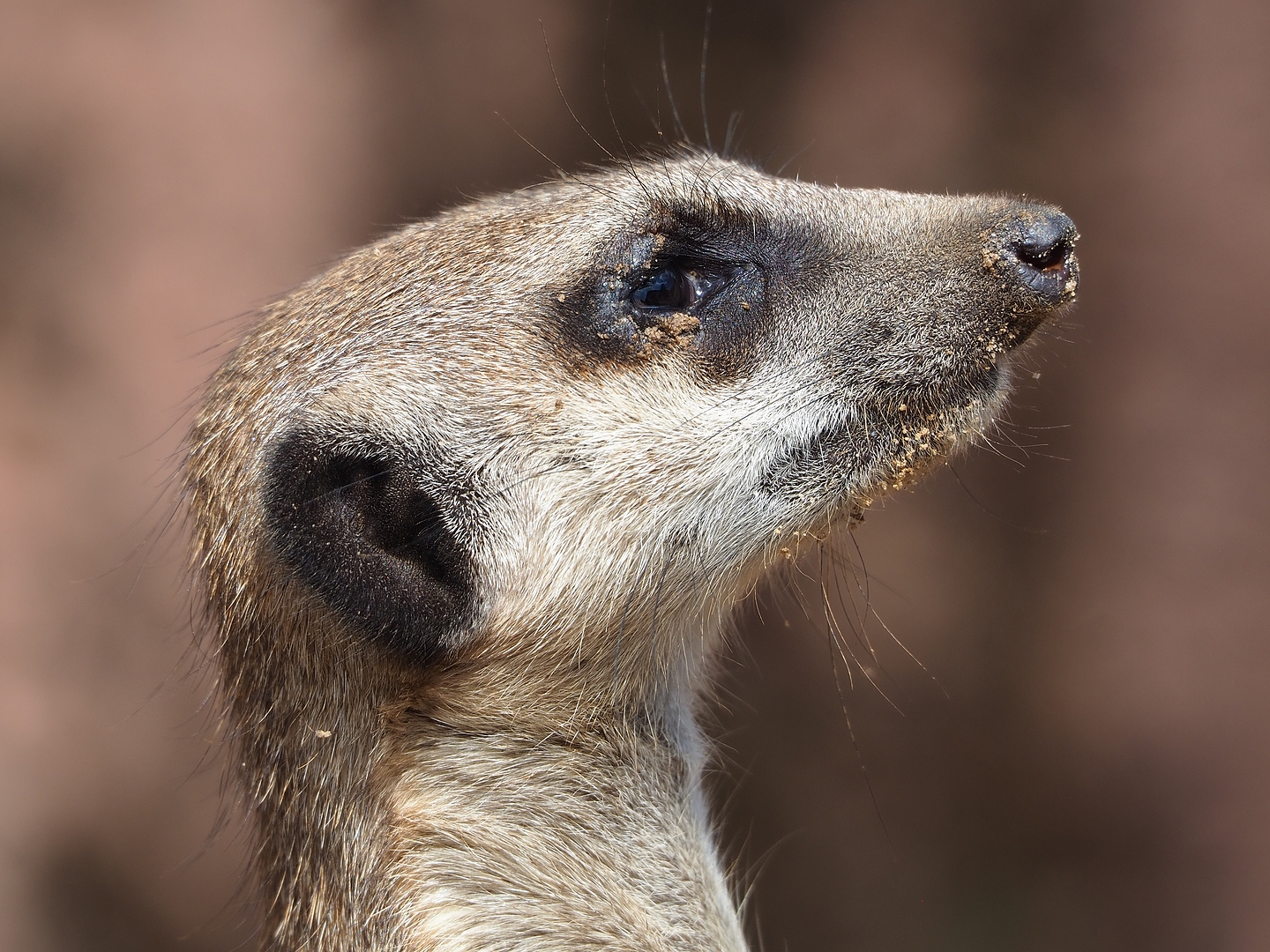 Meerkat (Suricata suricatta), 2022-08-20