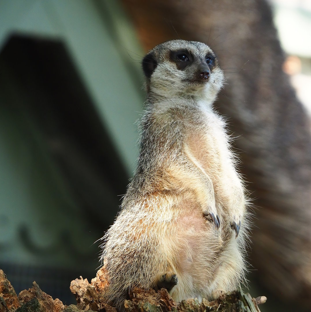 Meerkat (Suricata suricatta), 2022-09-04
