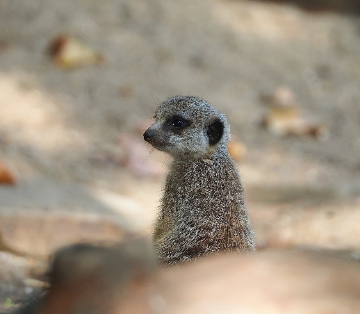 Meerkat (Suricata suricatta), 2022-09-04