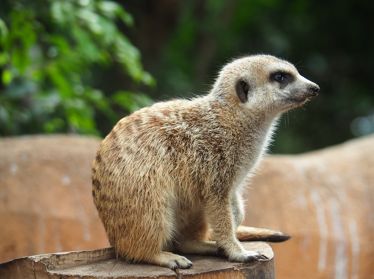 Meerkat (Suricata suricatta), 2022-09-15