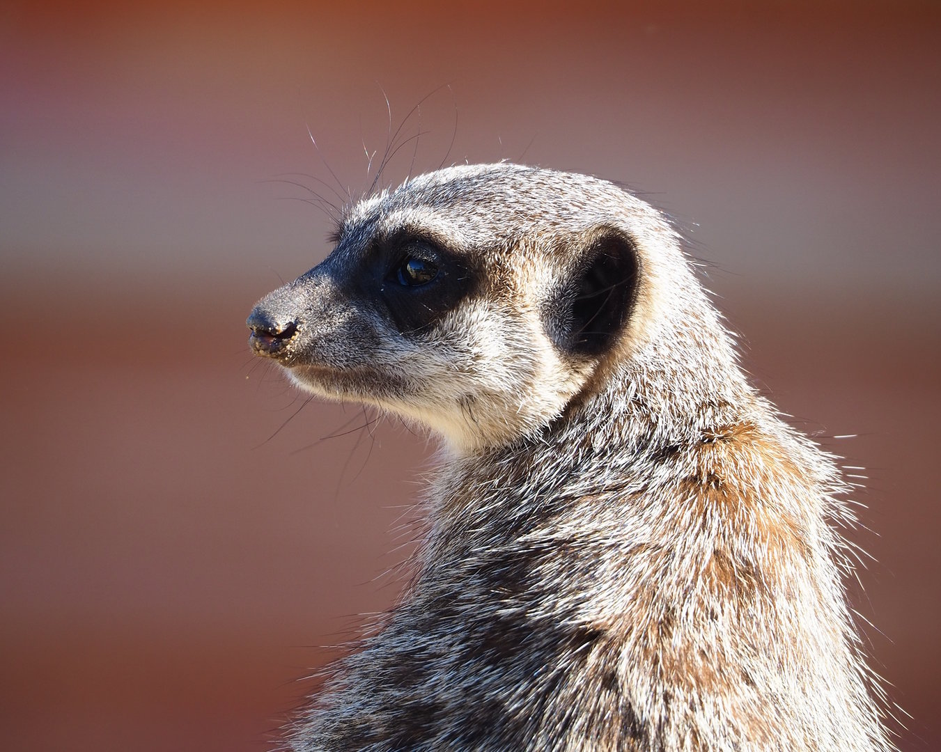 Meerkat (Suricata suricatta), 2022-10-09