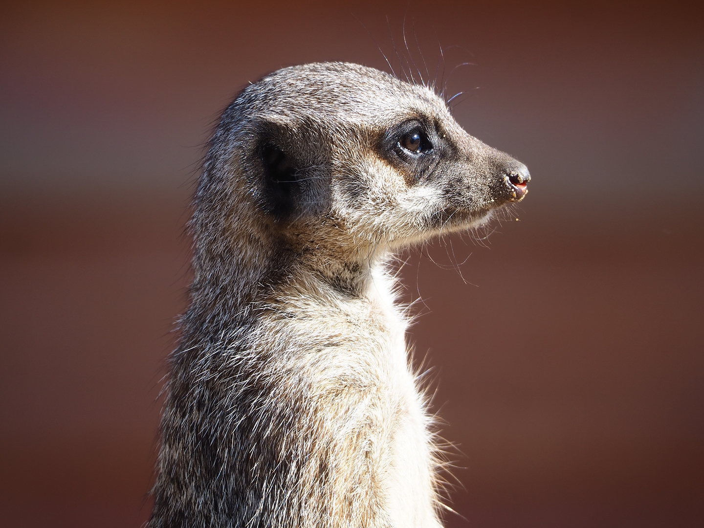 Meerkat (Suricata suricatta), 2022-10-09