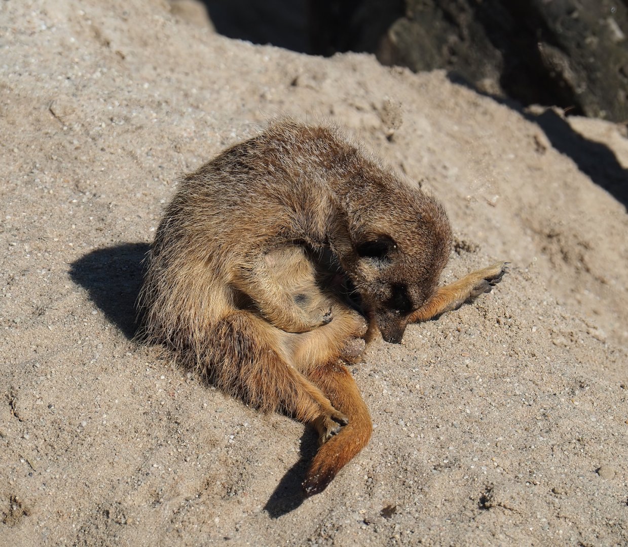 Meerkat (Suricata suricatta), 2023-04-30