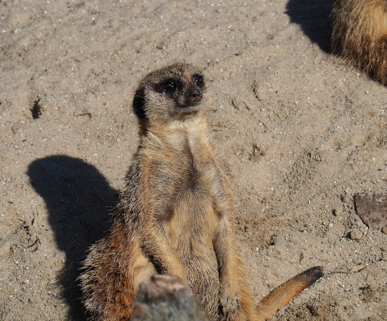 Meerkat (Suricata suricatta), 2023-04-30