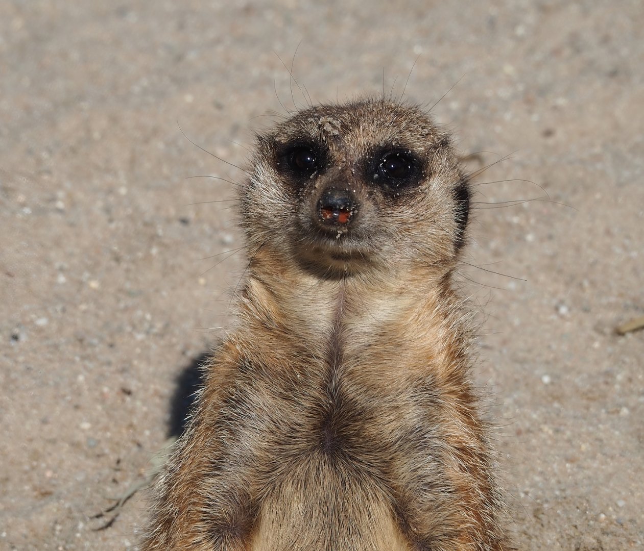 Meerkat (Suricata suricatta), 2023-04-30