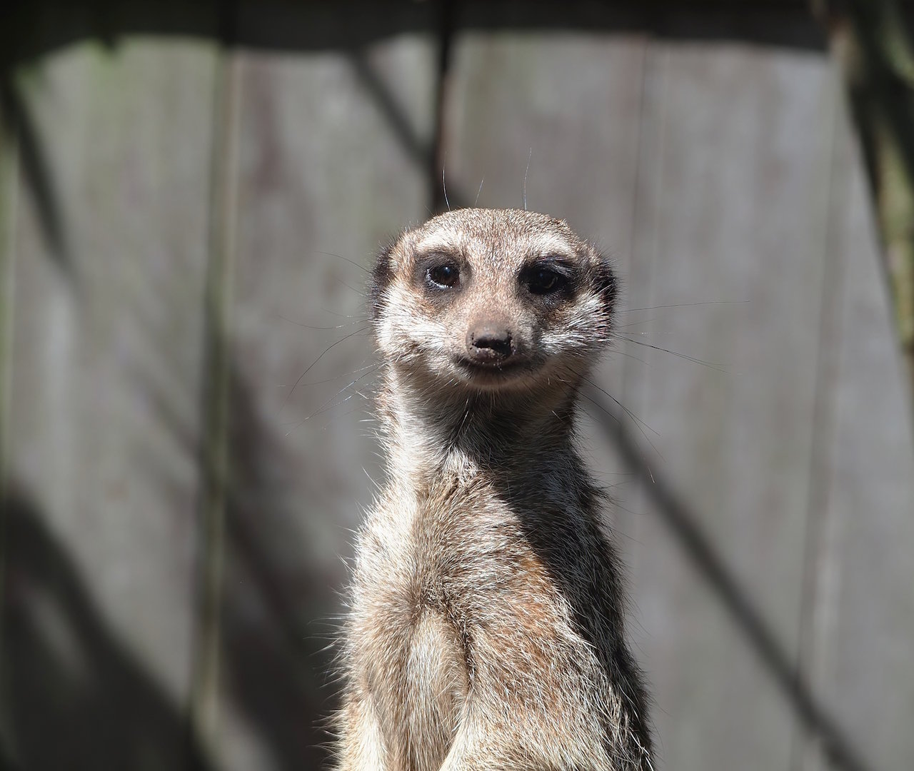 Meerkat (Suricata suricatta), 2023-05-31