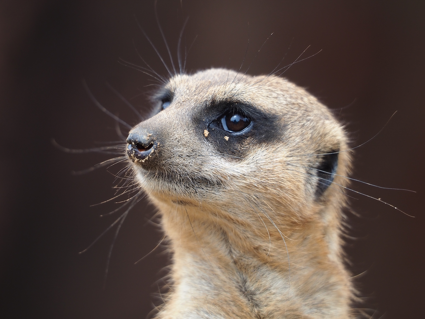Meerkat (Suricata suricatta), 2023-07-18