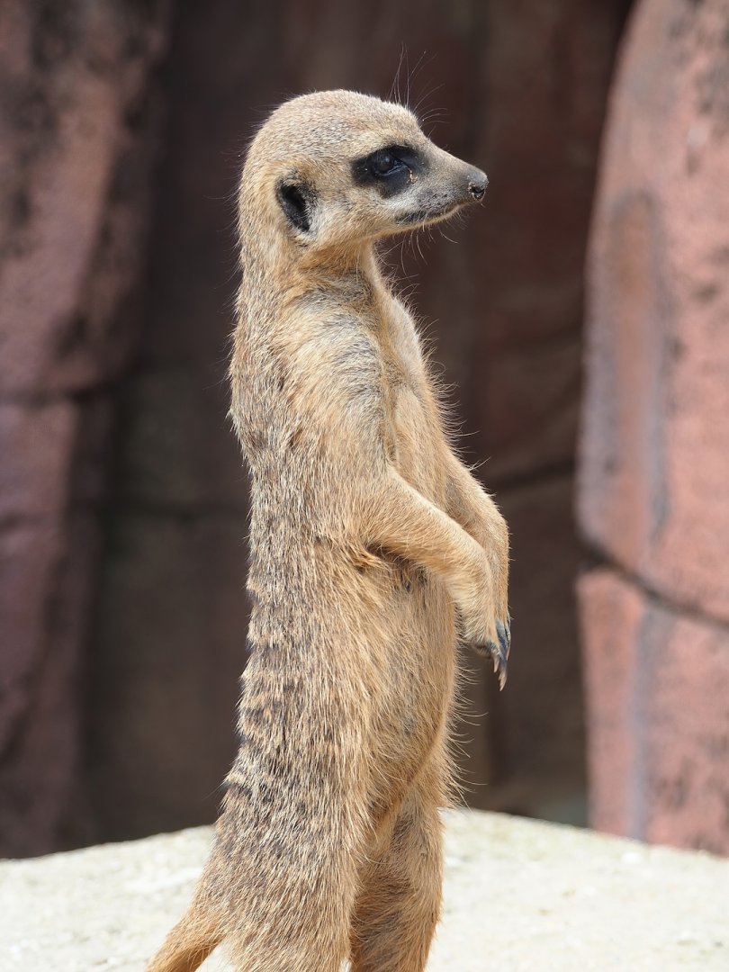 Meerkat (Suricata suricatta), 2023-07-18
